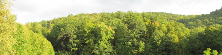 This image has an empty alt attribute; its file name is cropped-img_00461.jpg